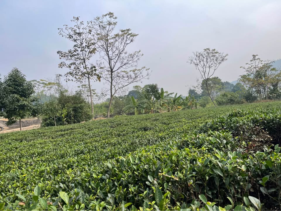 Đất nghỉ dưỡng 2400m² tại Hoàng Nông, Đại Từ, Thái Nguyên - Đầu tư sinh lời!