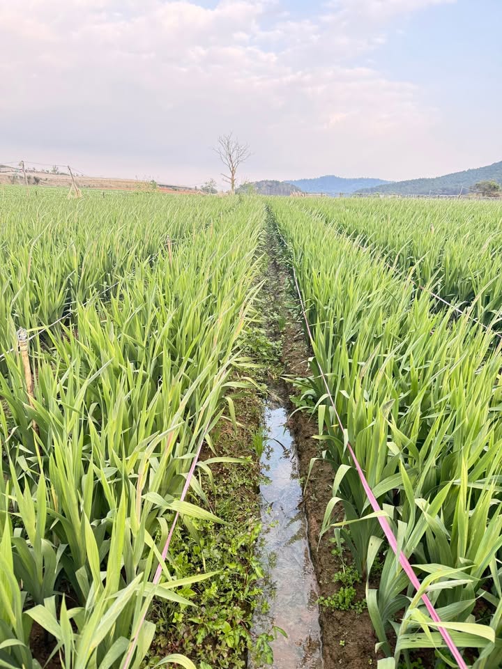 Đất Farm Xã Ka Đơn, Huyện Đơn Dương, 1,2ha giá 5,04 tỷ - Cơ hội đầu tư hấp dẫn!