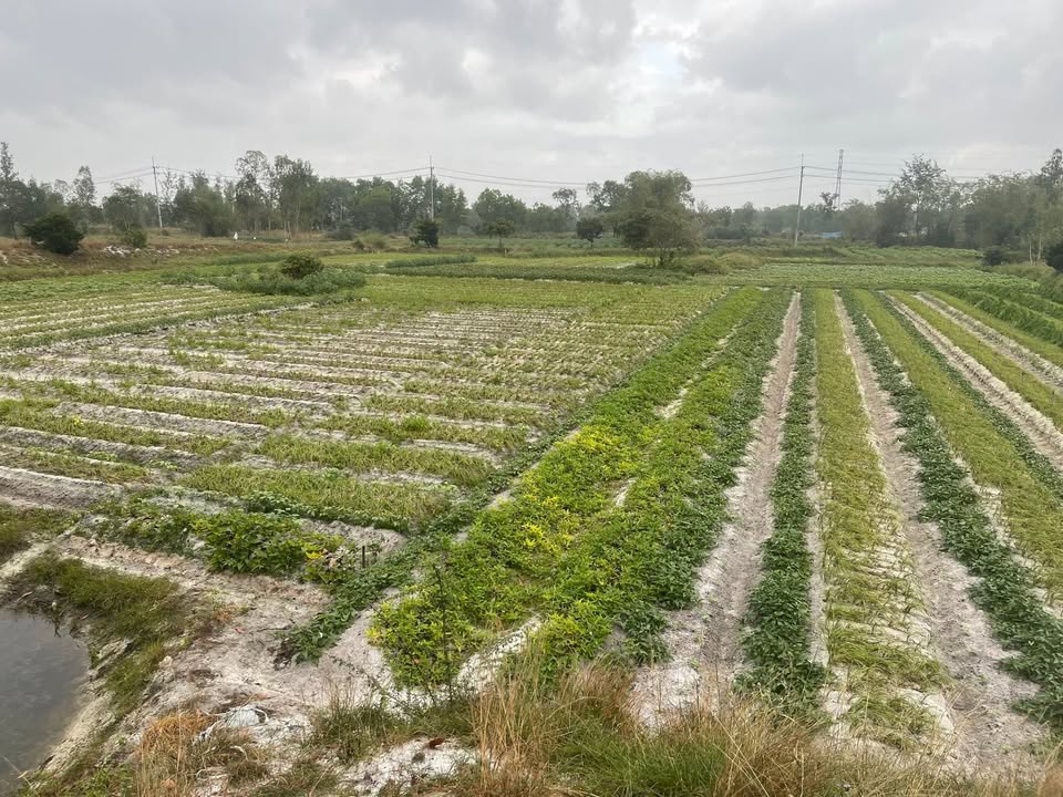 Đất nông nghiệp 550m² tại Xã Bình Giang, Huyện Thăng Bình - Giá tốt, vị trí đẹp!