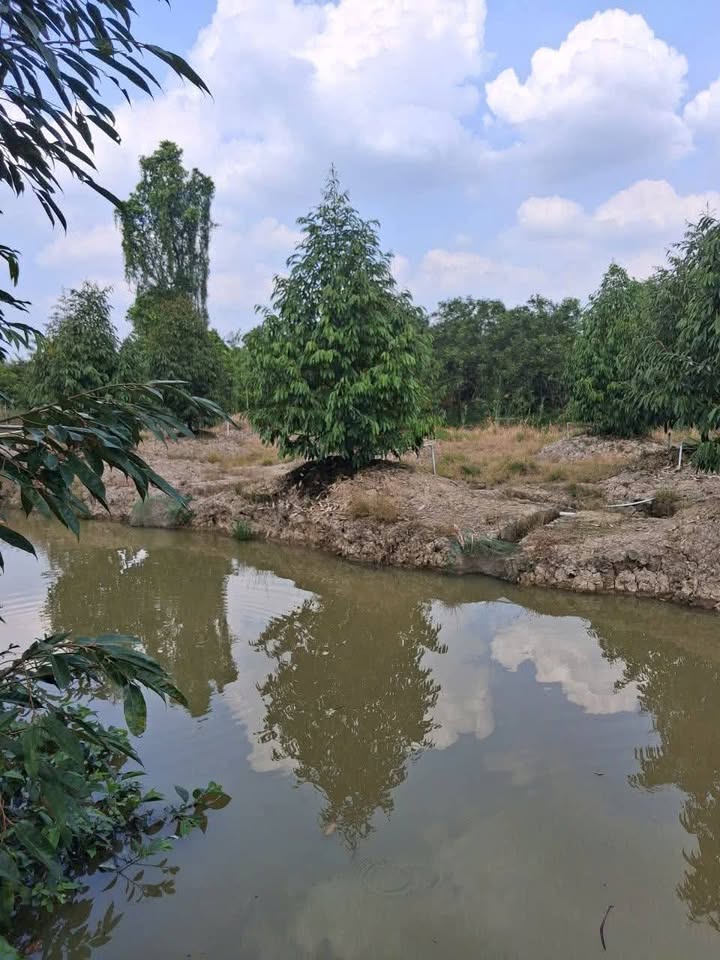 Farm cho thuê tại An Hữu, Cái Bè, Tiền Giang 61 góc - Giá chỉ 1.1 triệu/năm!