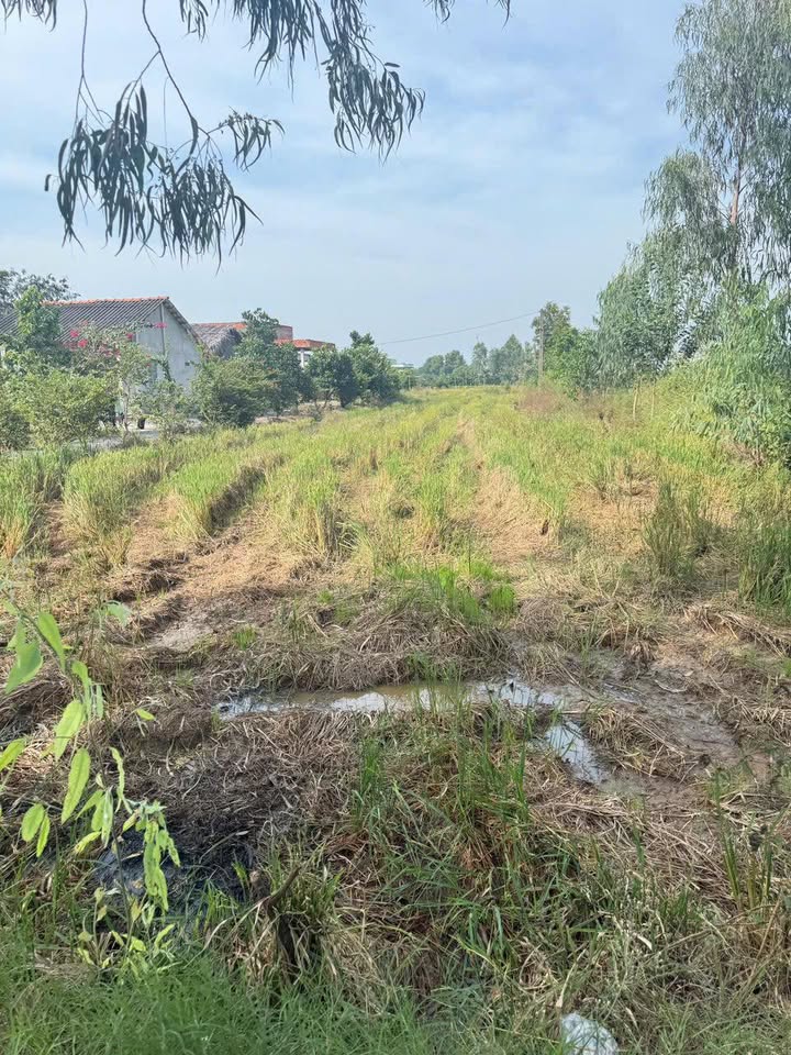 Đất nông nghiệp Xã Long Hựu 807m² giá chỉ 650 triệu - View đẹp, thoáng mát!