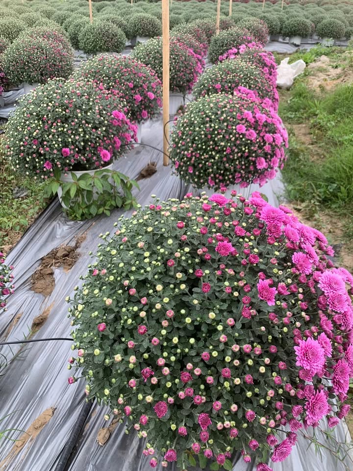 Nhà mặt tiền Quốc lộ 80, xã Thạnh Quới, 56m² giá 500 triệu - Kinh doanh thuận lợi!