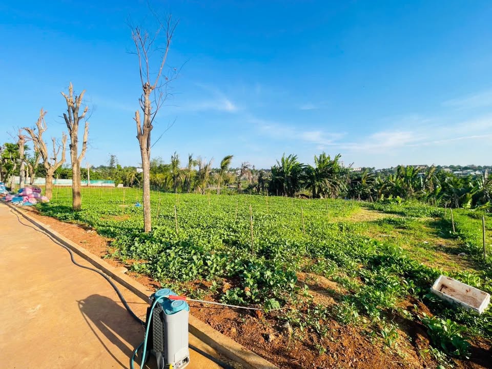 Đất Farm 1,2ha Mậu Thân, Buôn Ma Thuột giá 25 tỷ - Nơi nghỉ dưỡng lý tưởng!