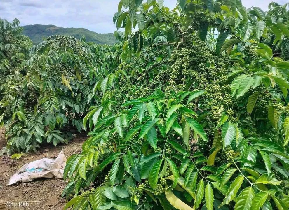 Đất Farm 2.7 sào tại Thôn 3 Hòa Phú, Chư Păh - Giá chỉ 500 triệu VND - Cơ hội đầu tư tốt!