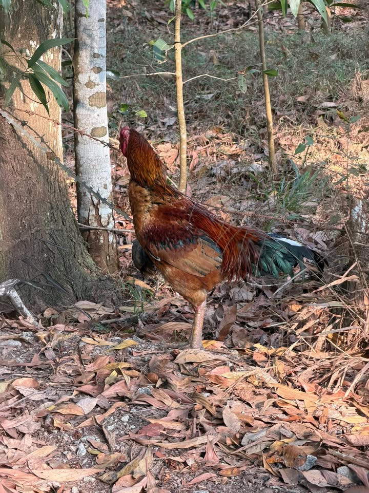 Đất nền Thủ Dầu Một 300m² giá 6.6 tỷ - Vị trí đắc địa gần chợ Bàu Bàng!