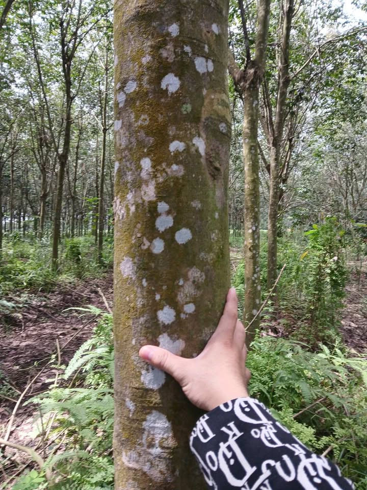 Đất nông nghiệp 4,5 mẫu tại Tân Hội, Tây Ninh, giá 6,75 tỷ - Cơ hội đầu tư hấp dẫn!