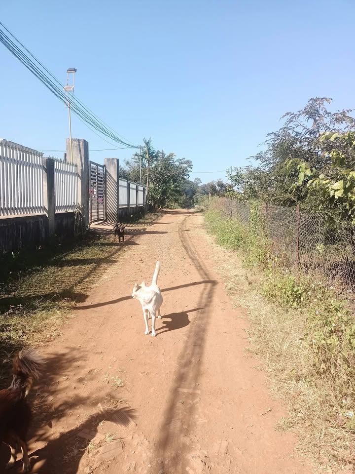 Đất thổ cư Ea Pốk 1080m² giá thỏa thuận - Mặt tiền 70m rộng rãi!