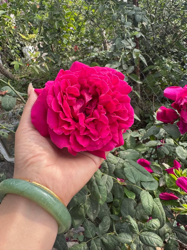 Đất nền Phường Hồng Tiến, Phổ Yên 150m² giá 900 triệu - Cắt lỗ gấp!