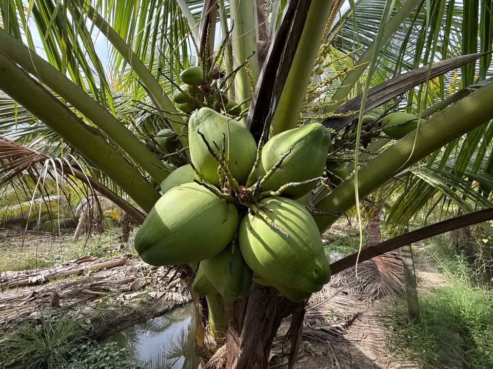 Đất vườn 2000m² tại ấp Đông B, Châu Thành, giá 1.58 tỷ - Cơ hội đầu tư tuyệt vời!