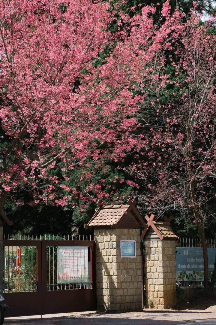 Nhà 2 mặt tiền Đà Lạt 358m² giá 23 tỷ - Kinh doanh lý tưởng!