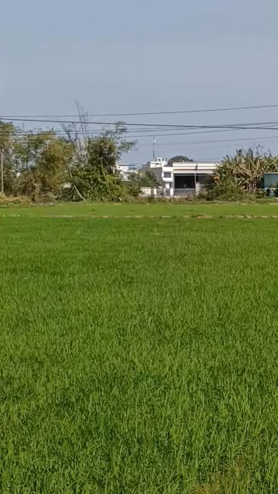 Đất vườn 980m² Xã Bình Tú, Huyện Thăng Bình - Giá tốt cho đầu tư!