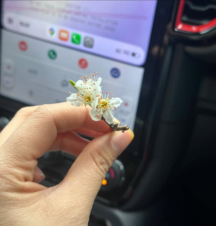 Lô đất rừng sản xuất 1,5 HA tại Quảng Chu, Bắc Kạn - Đầu tư lý tưởng!