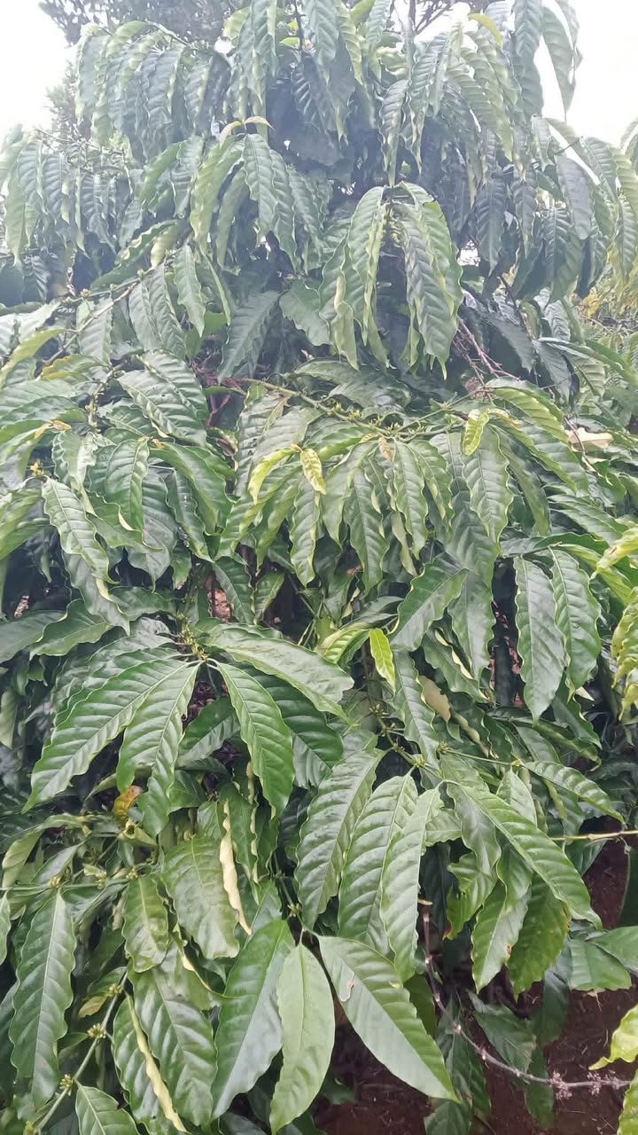 Lô đất farm Hòa Tiến, Krông Pắc 10000m² giá 5.5 tỷ - Đầu tư tuyệt vời!