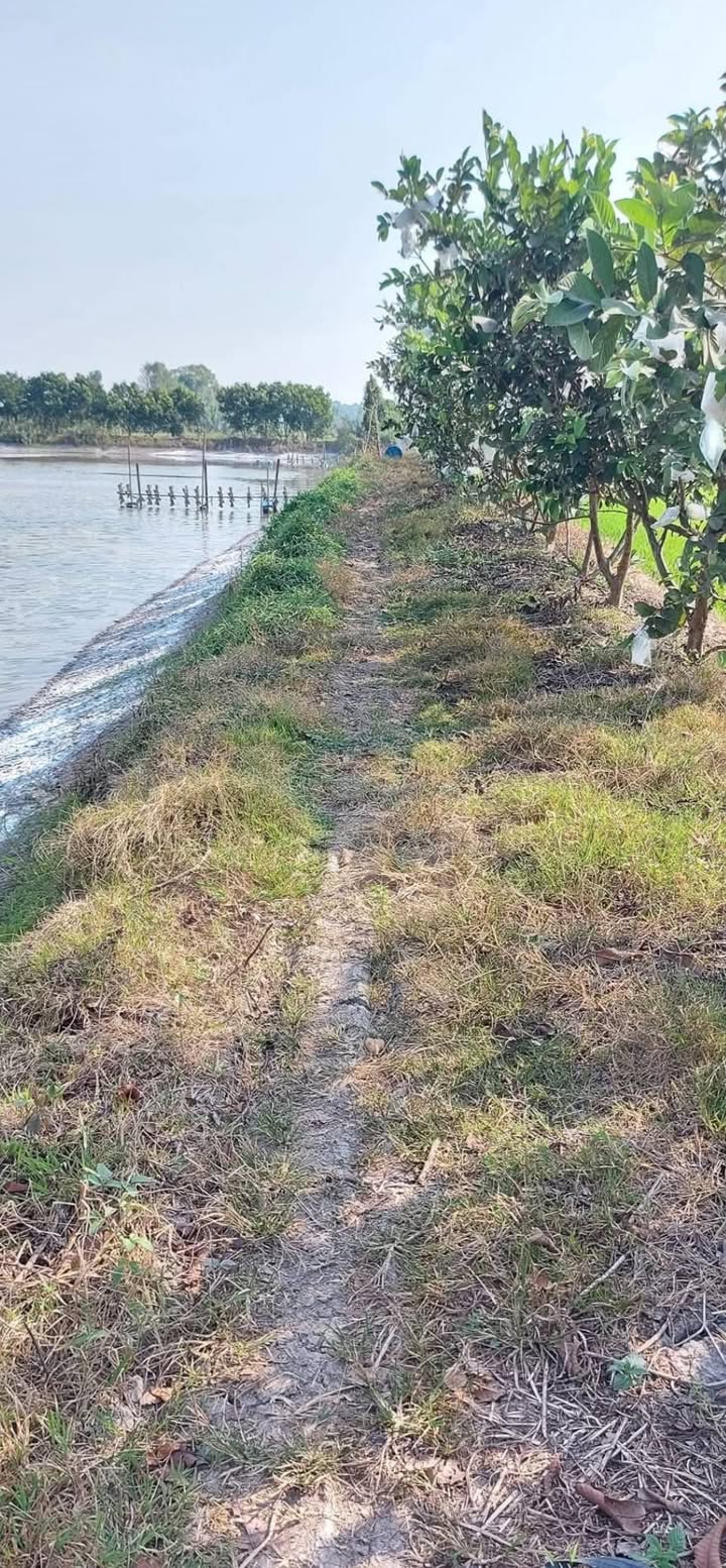 Đất lúa 6263m² xã Nhị Mỹ, giá 1 tỷ - Đầu tư sinh lời tốt!