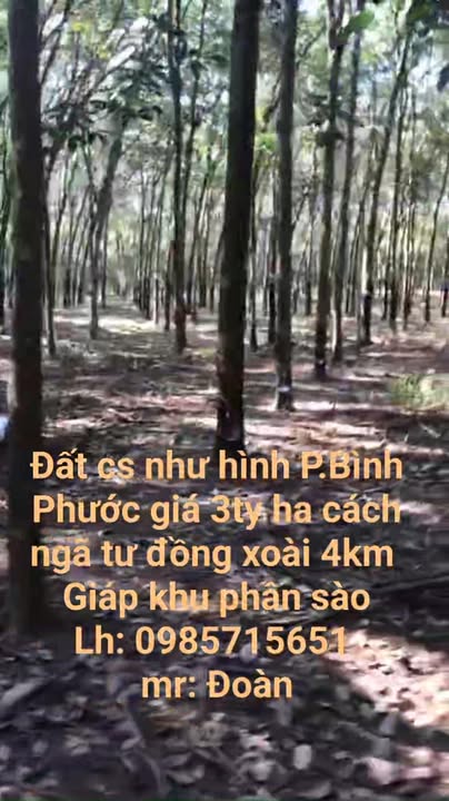 Đất Farm Phường Tân Phú Đồng Xoài 10.000m² giá 3 tỷ - Cơ hội đầu tư hấp dẫn!