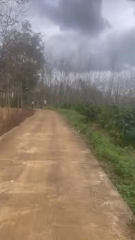 Farm cao su 85.000m² tại thôn Tân Yên, huyện Sông Hinh - Giá chỉ 5.1 tỷ đồng!