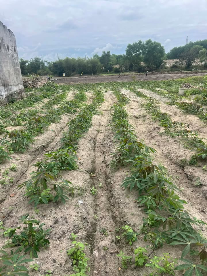 Đất nền khu công nghiệp Tây An, Duy Xuyên, 111m² - Cơ hội đầu tư tuyệt vời!