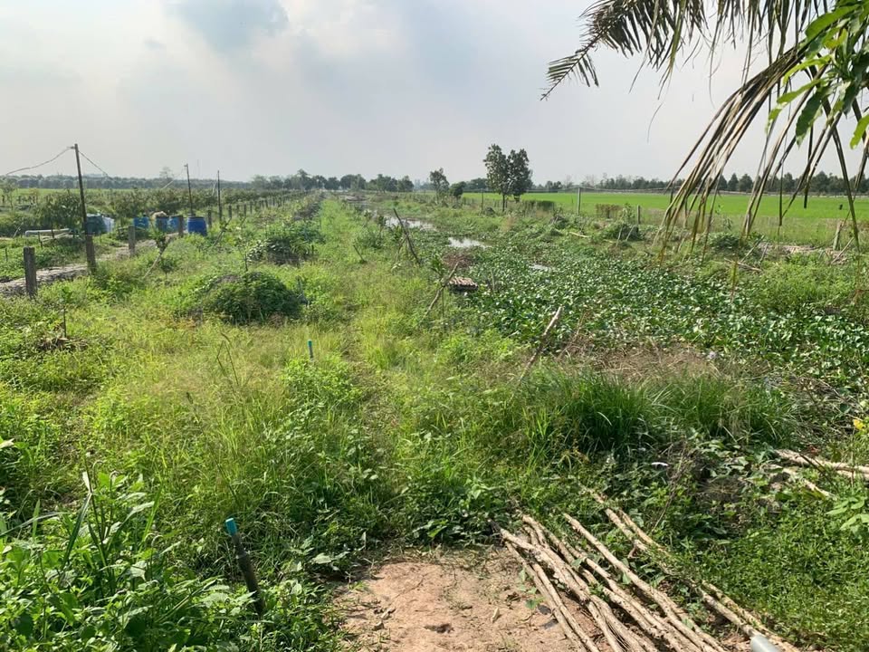 Đất vườn 70000m² tại Mỹ Hiệp, Đồng Tháp giá 2.66 tỷ - Cơ hội đầu tư tuyệt vời!