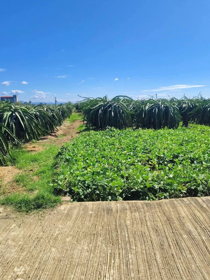 Đất vườn Suối Đá, 4029m² giá 1.128 tỷ - Đầu tư sinh lời tiềm năng!