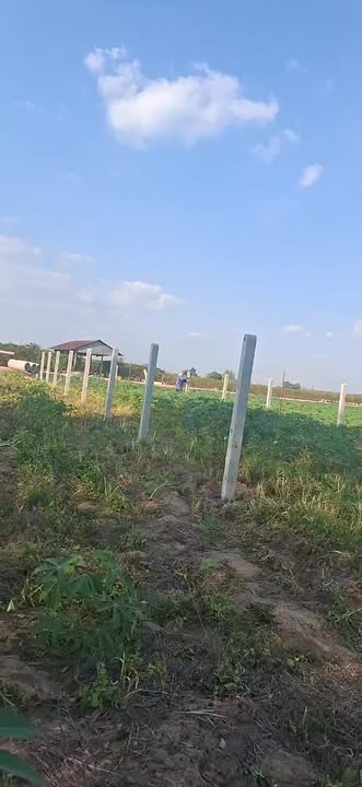 Đất nền xã Minh Hoà, huyện Dầu Tiếng, 1600m² giá 499 triệu - Cơ hội đầu tư hiếm có!