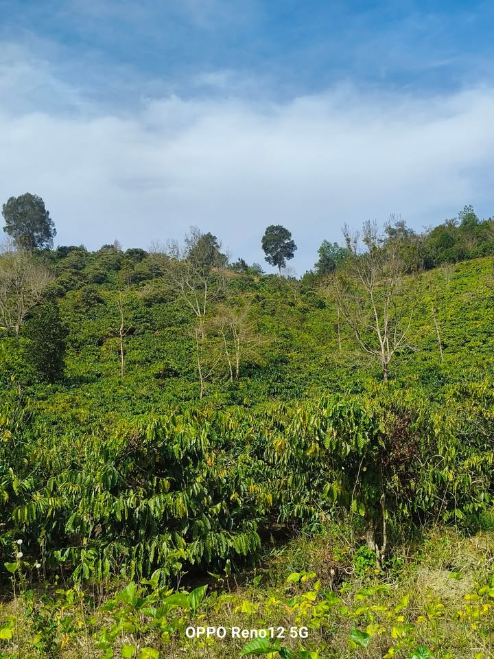 Đất nông nghiệp Đạ Rsal 21.600m² giá 1,2 tỷ - Sổ đỏ chính chủ!