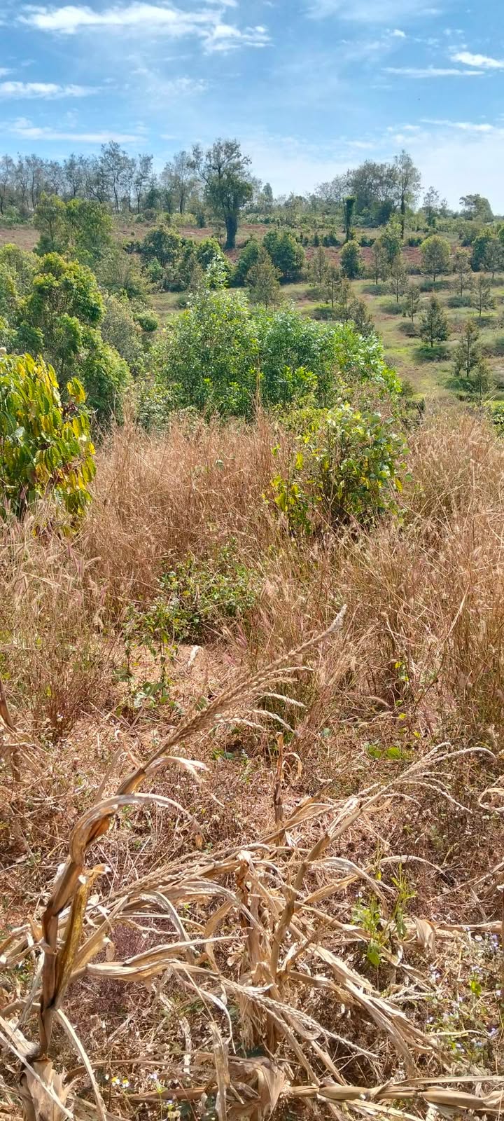 Đất nền 1152m² tại xã Ia Bă, huyện Ia Grai chỉ 490 triệu - Cơ hội đầu tư hấp dẫn!