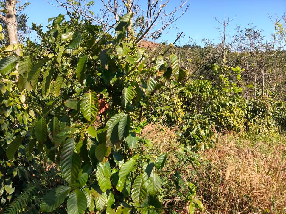 Đất nền 1ha2 tại Xã Đắk Nia, Gia Nghĩa - Giá 800 triệu, cơ hội vàng cho đầu tư!