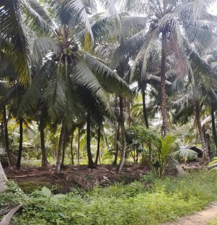 Farm dừa Cà Ná 100.000m² tại Càng Long - Giá chỉ 2.2 tỷ
