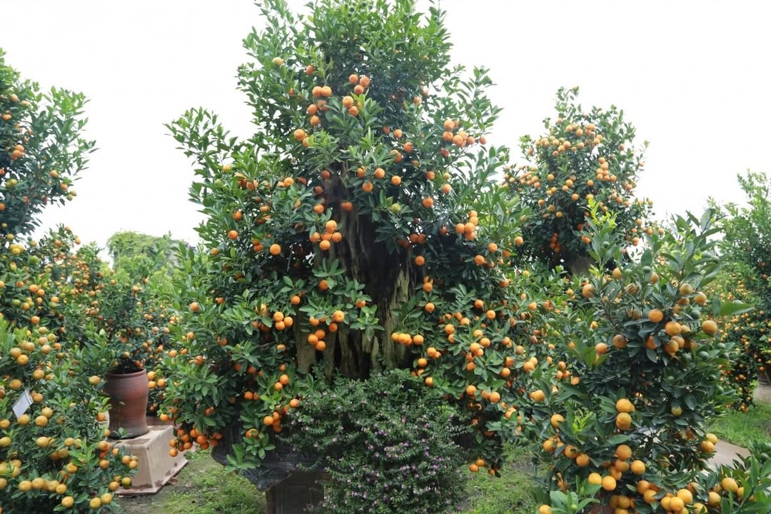 Đất nền Bỉm Sơn 90m² giá 1 tỷ - Cơ hội đầu tư không thể bỏ qua!