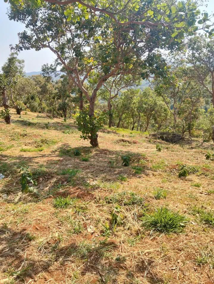 Farm cafe 360m² tại Thôn Tân Bình - Giá chỉ từ 250 triệu VND