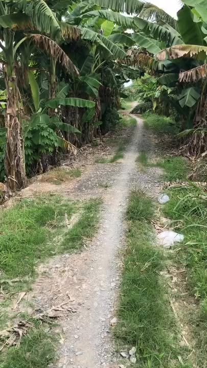 Đất ruộng mặt tiền khủng tại Lộc Hòa, 1542m² giá 920 triệu - Cơ hội đầu tư hiếm có!