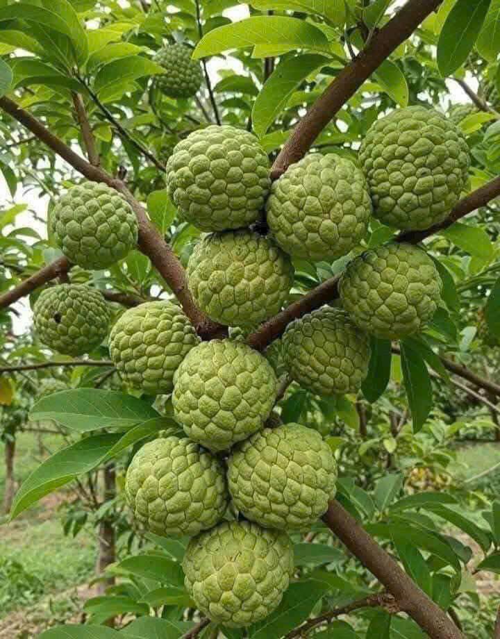 Đất thổ cư mặt tiền đường Bà Thiên, Củ Chi 1700m² giá 10.35 tỷ - Cơ hội đầu tư tuyệt vời!