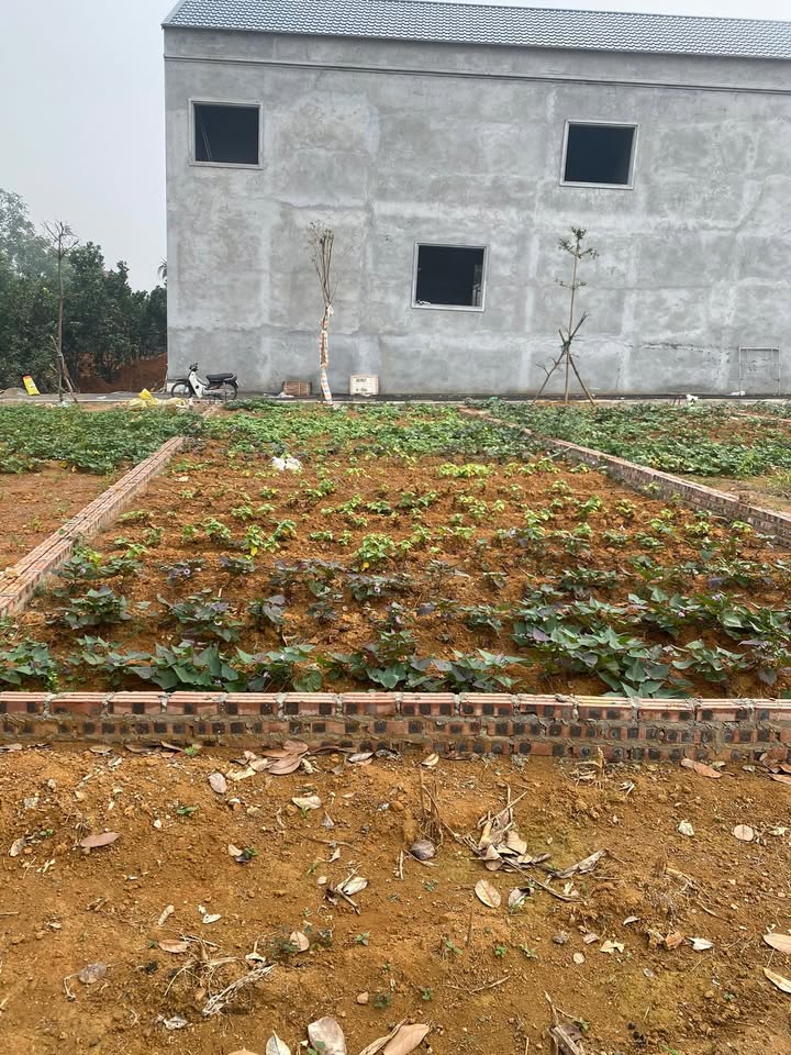 Đất thổ cư 105m² Quốc Oai - Giá chưa tới 3 tỷ, vị trí đắc địa!