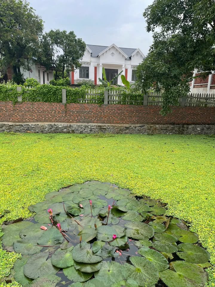 Bán nhà vườn Trung Giã 1.120m² giá 16.8 tỷ - Đầu tư sinh lời tốt!