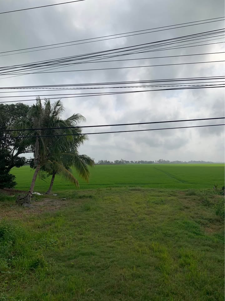 Đất ruộng 14,000m² tại Mỹ Phú Đông, Thoại Sơn - Giá thỏa thuận hấp dẫn!