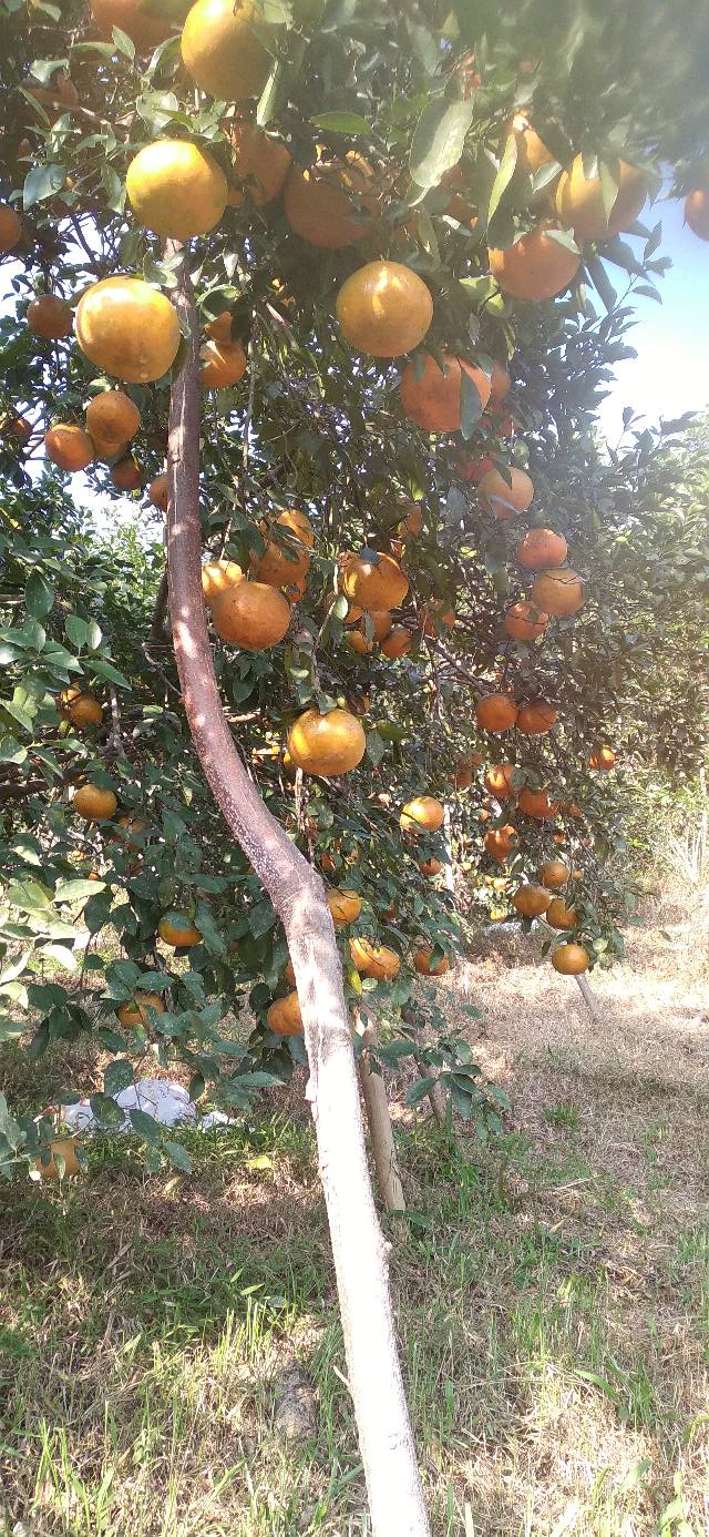 Đất nền Thọ Sơn, Anh Sơn 17.500m² giá 265 triệu - Sổ hồng rõ ràng!