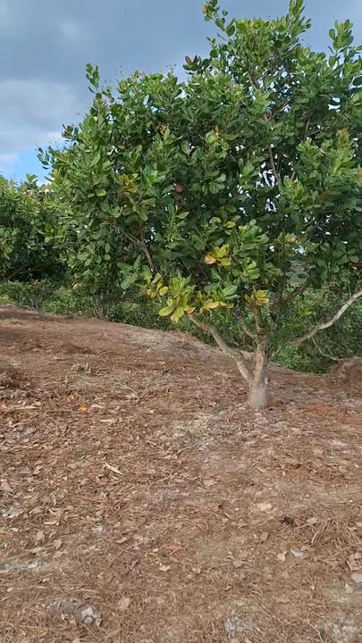 Farm 6ha tại Xã Phước Sơn, Huyện Bù Đăng giá 1.2 tỷ - Đầu tư sinh lời ngay!