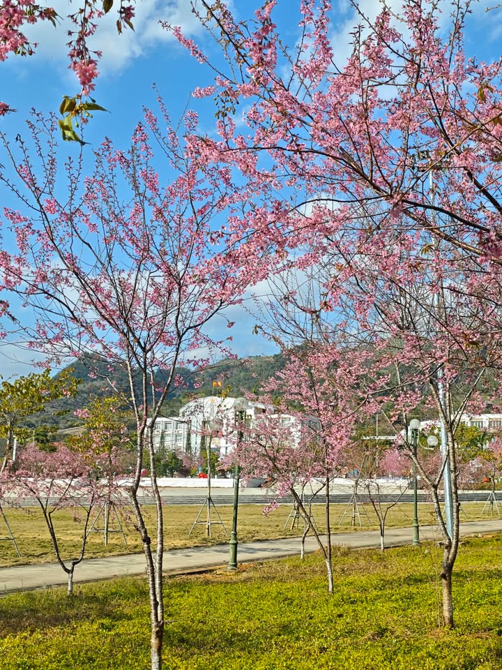 Đất nền Biệt thự 300m² tại Mộc Châu - Giá chỉ 3.6 tỷ, vị trí cực đẹp!