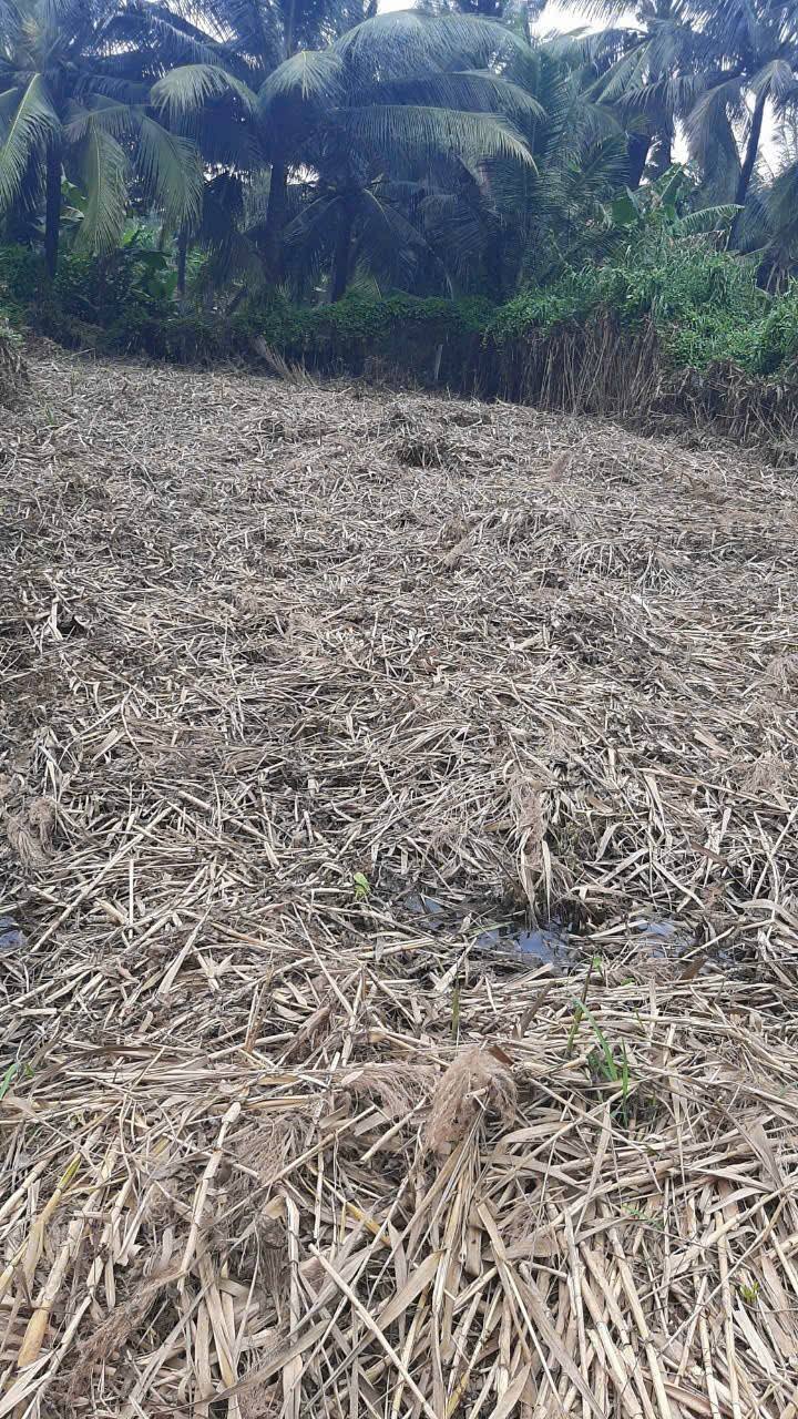 Đất nền ấp Phước Hòa, xã Mong Thọ B, 105m² giá chỉ 260 triệu - Cơ hội đầu tư hiếm có!