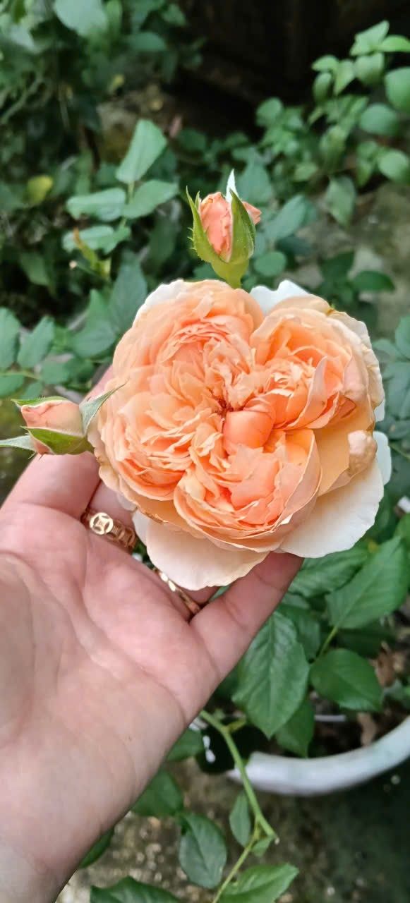 Nhà mặt tiền Tam Phước, Bến Tre 42m² giá 690 triệu - Đầu tư sinh lời ngay!