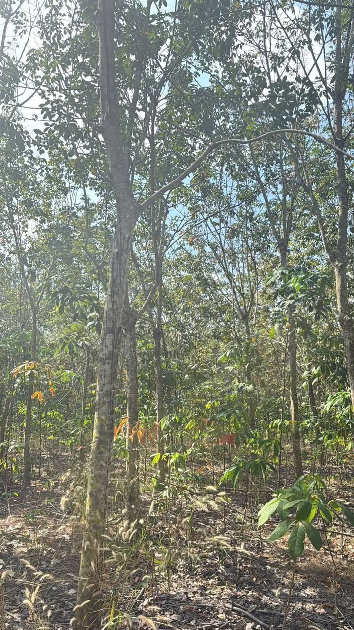 Đất nền 20,000m² tại xã Thạnh Bình, huyện Tân Biên, giá 2.1 tỷ - Đầu tư ngay!