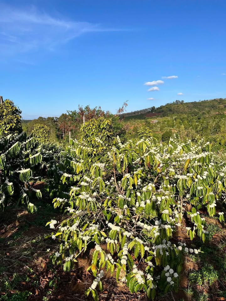 Đất nông nghiệp 10.000m² tại Thôn 8, Ea H'leo, Đắk Lắk giá chỉ 1.68 tỷ - Cơ hội đầu tư hấp dẫn!