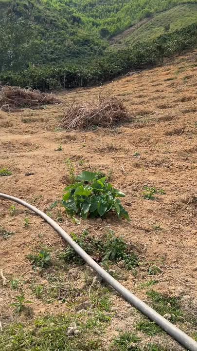 Đất nông nghiệp 28.800m² tại thôn Tân Tiến, Lâm Đồng - Giá 670 triệu hấp dẫn!