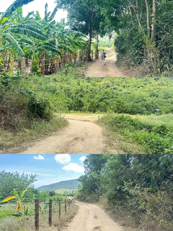 Đất Farm Vạn Lương 2.437m² giá 800 triệu - Đầu tư sinh lời ngay!