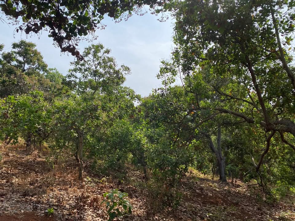 Đất nông nghiệp 1ha mặt tiền đường ở Xã Đoàn Kết - Giá chỉ 1.3 tỷ