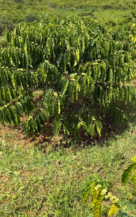 Đất nền 720m² Hòa Ninh, Di Linh - Giá 2.5 tỷ, View thoáng mát!