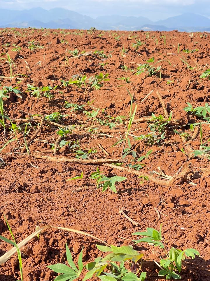 Đất nông nghiệp 5ha tại Kông Chro giá thương lượng - Cơ hội đầu tư hấp dẫn!