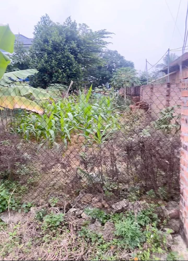 Đất nền Khu phố 3, Phường Thanh Miếu 200m² giá 3 tỷ - Cơ hội đầu tư hấp dẫn!