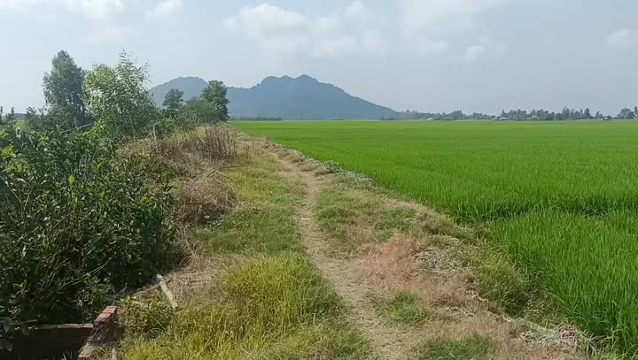 Đất Farm 10.000m² Thị Trấn Óc Eo - Giá chỉ 10 triệu - Đất vuông vức, tiện ích đầy đủ!