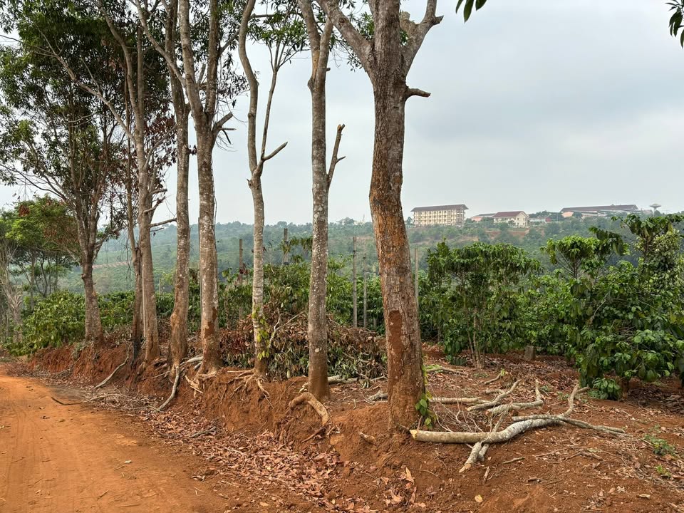 Farm đất 720m² tại Phường Diên Hồng, Pleiku - Chính chủ bán gấp 600 triệu